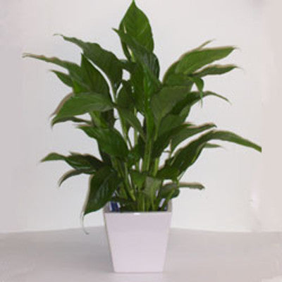 Peace Lily