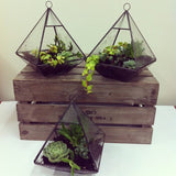 Copy of Copy of Pyramid Terrarium